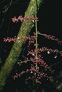 Chouxia macrophylla