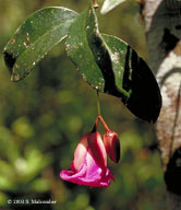 Rhodolaena acutifolia