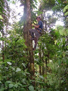 Grimaldo subiendo rbol Parcela Kuankus