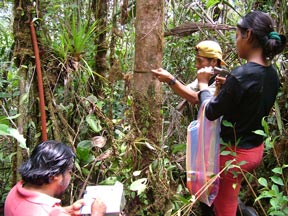 Midiendo rbol parcela Yunkumas