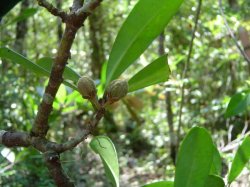 Undescribed species of Octolepis (Thymelaeaceae)