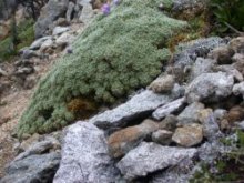 Nototriche hartwegii creciendo en rocas