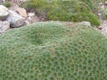 Almohadillas de Plantago rigida