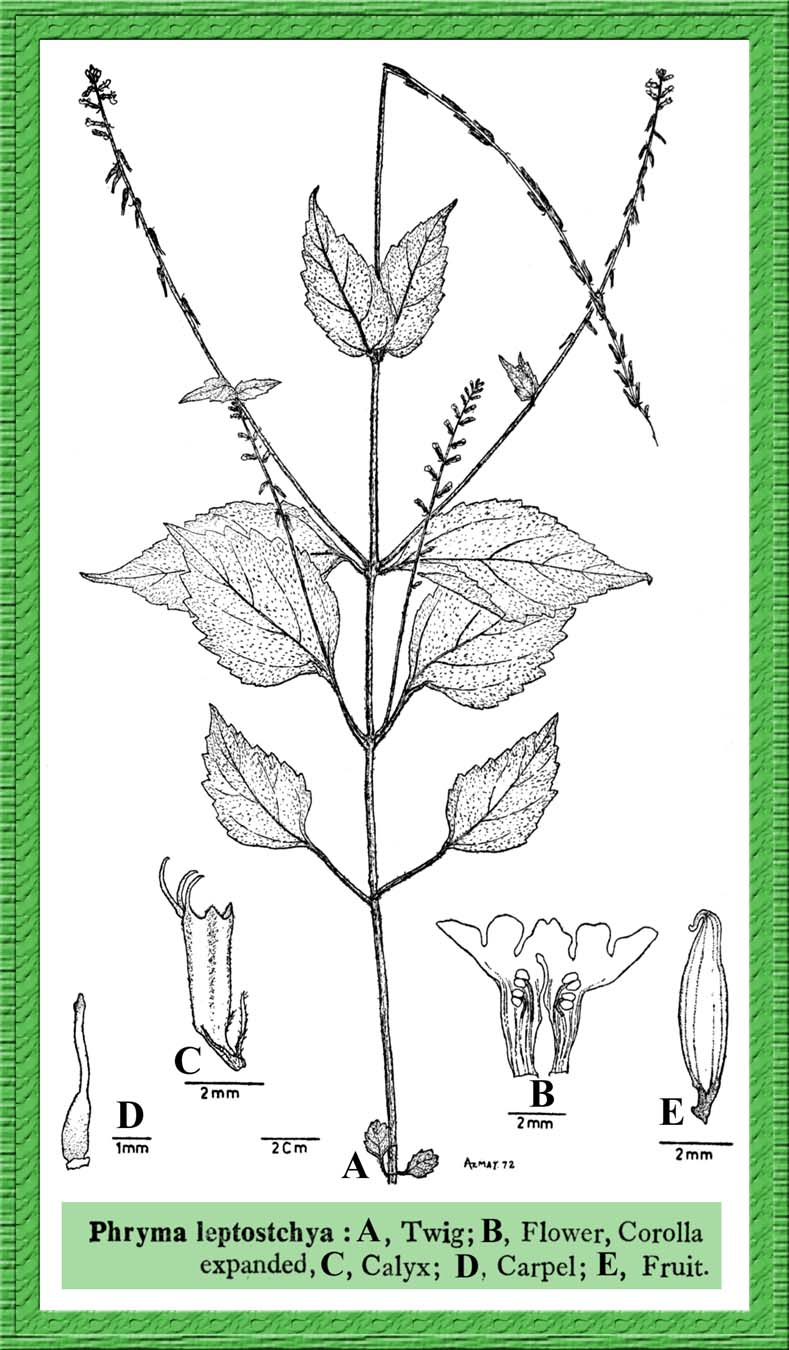 Phrymaceae in Flora of Pakistan @ efloras.org