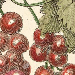 Detail of Illustration of Groseillier à gros fruit rouge