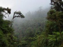 Cloud forest along Quebrada Chacos