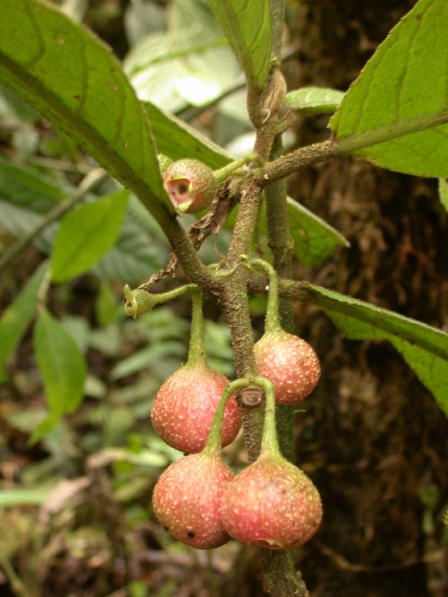 Siparuna sp. (Monimiaceae)