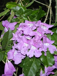 Mansoa difficilis (Bignoniaceae)