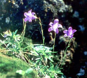 Campanula dzaaku