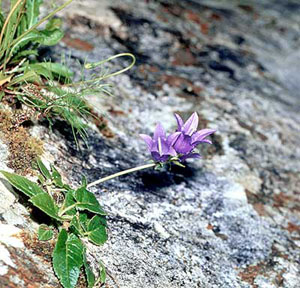 Campanula kolakovskyi