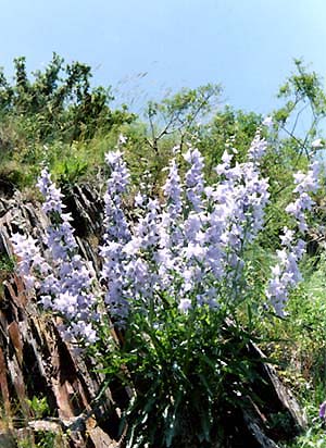 Campanula sarmatica