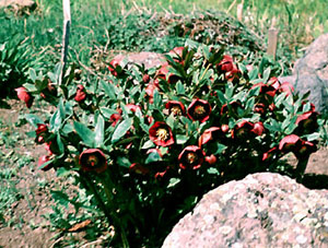 Helleborus abchasicus