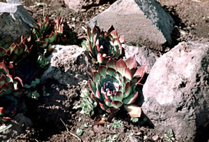 Sempervivum sosnowskyi