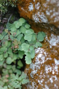 Adiantum edentulum (Pteridaceae)