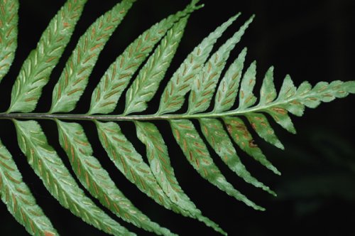 Asplenium wrightii (Aspleniaceae)