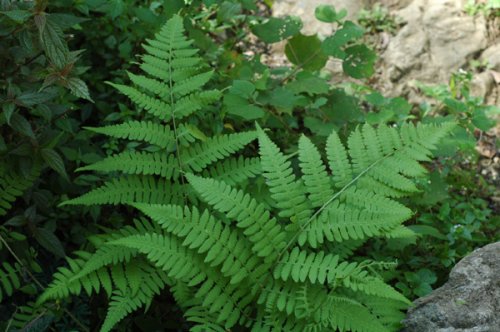 Dryoathyrium okuboanum (Woodsiaceae)