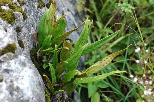 Lepisorus macrosphaerus (Polypodiaceae)