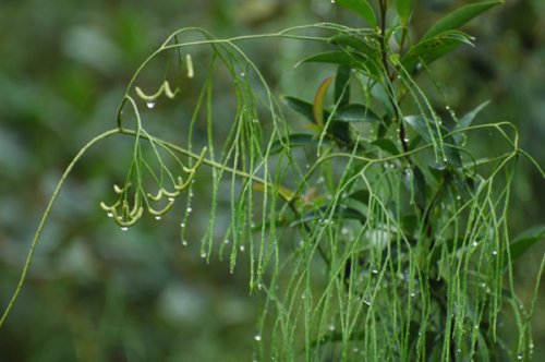 Lycopodiastrum casuarinoides (Lycopodiaceae)