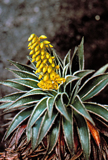 Endemism: Bromeliads