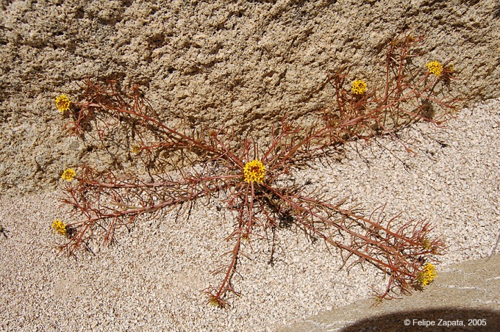 Santalaceae habit
