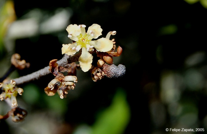 Aextoxicaceae flower