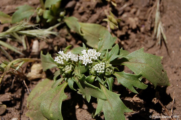 Calyceraceae flowers