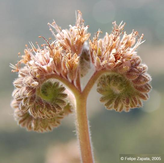 Hydrophyllaceae flower