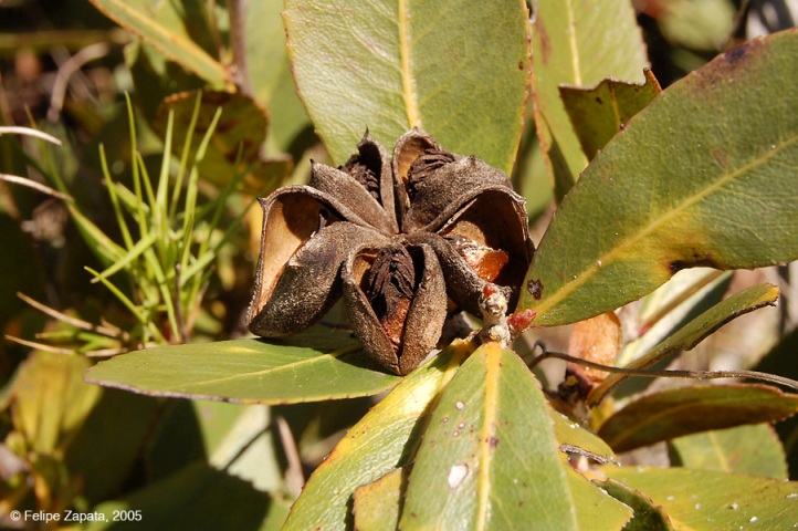 Rosaceae fruit