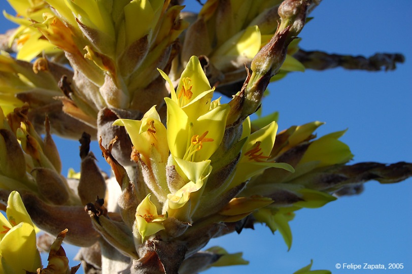 Bromeliaceae flower