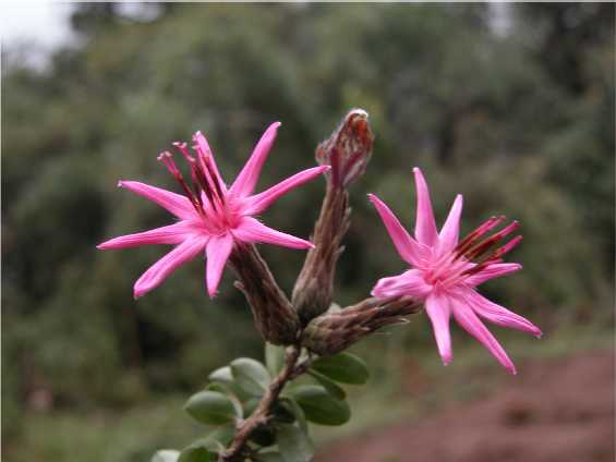 Barnadesioideae flower
