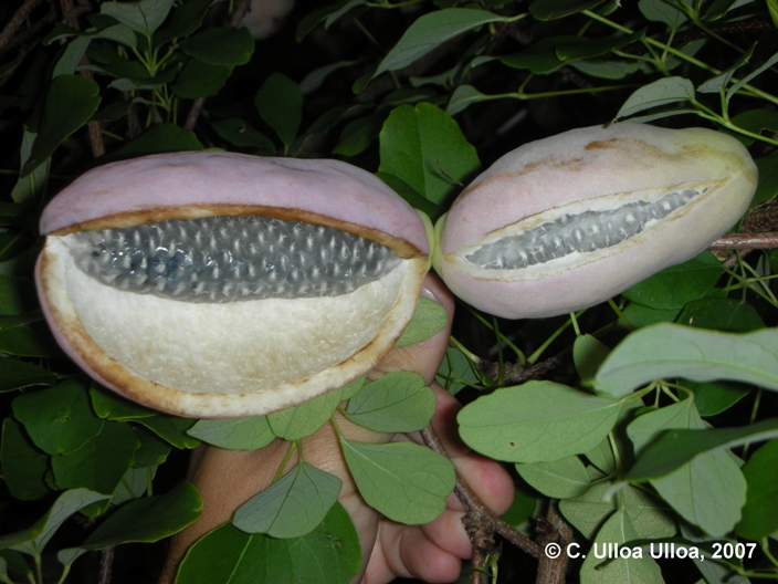 Lardizabalaceae fruit close-up