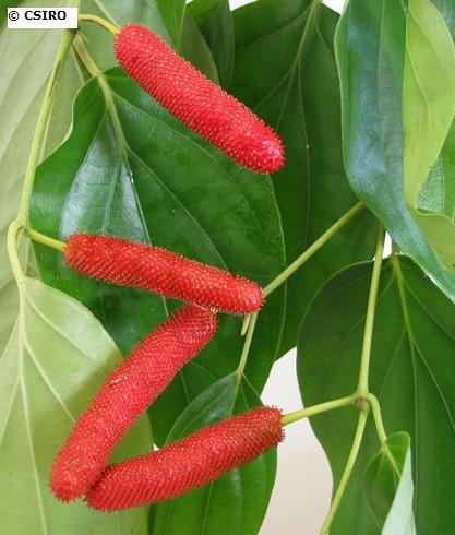 Piperoideae fruit