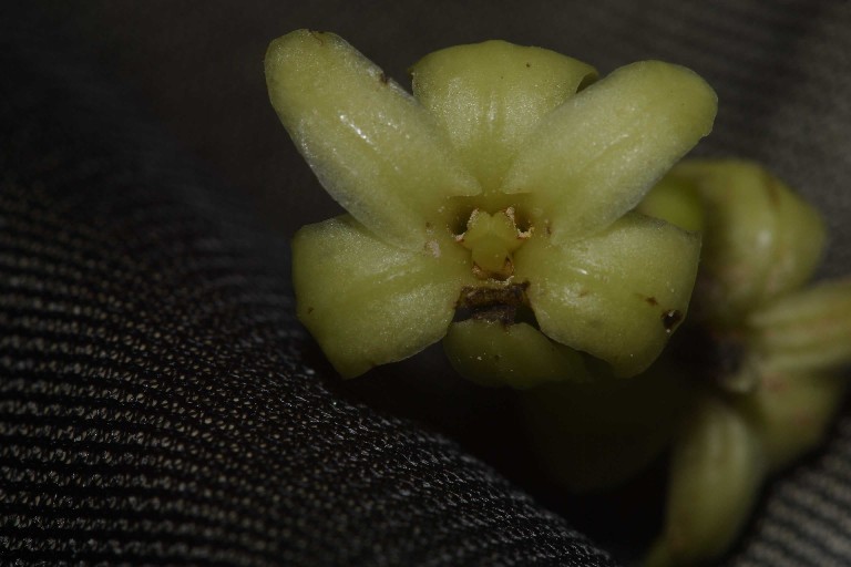 Scyphostegia Staminate Flower
