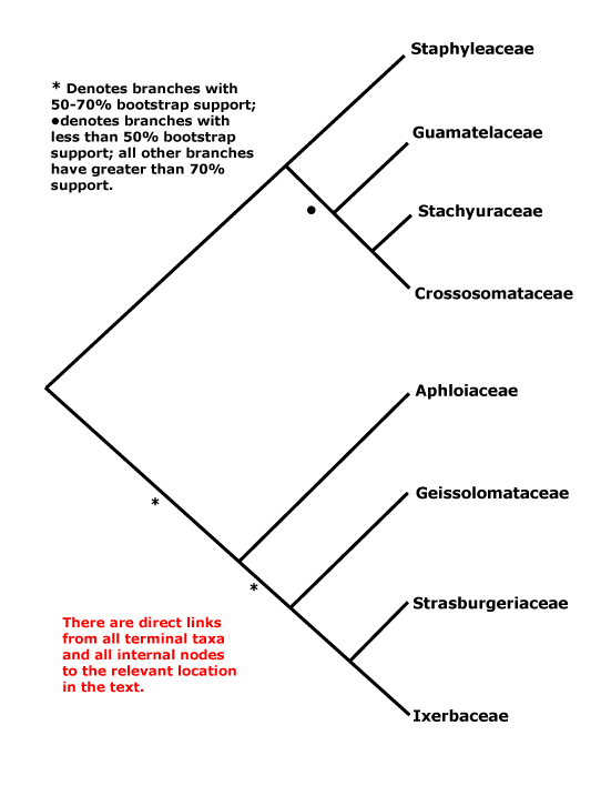 Crossosomatales tree