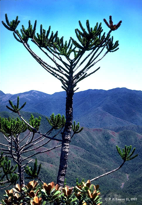 Araucariaceae  Plants of New Caledonia