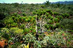 Maquis Vegetation