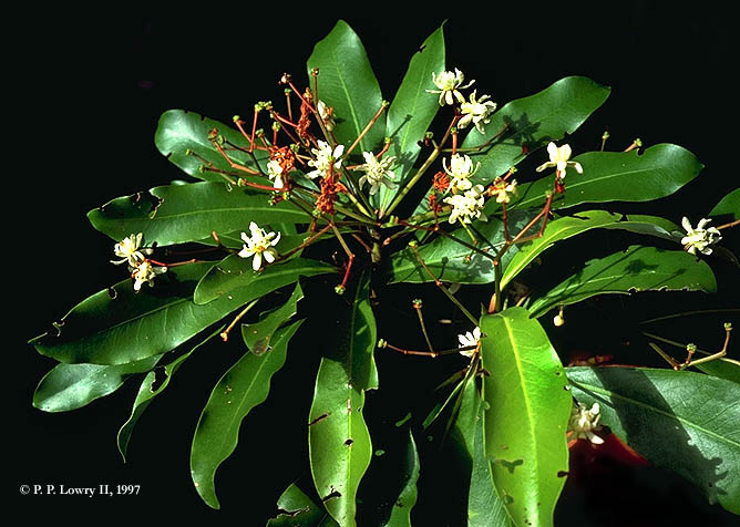 Araucariaceae  Plants of New Caledonia