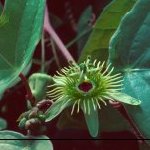 Passiflora juliana