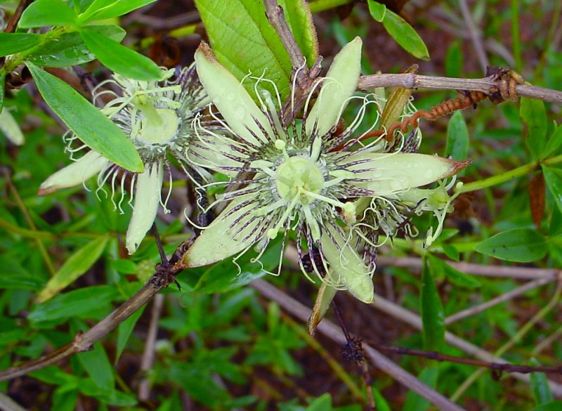 MBG: Research: Passiflora Research Network