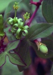 Passiflora viridiflora inflorescence